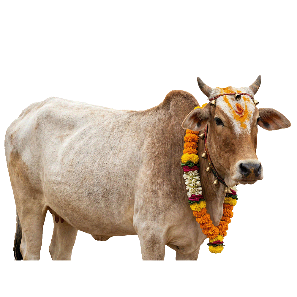 pongal real cow png